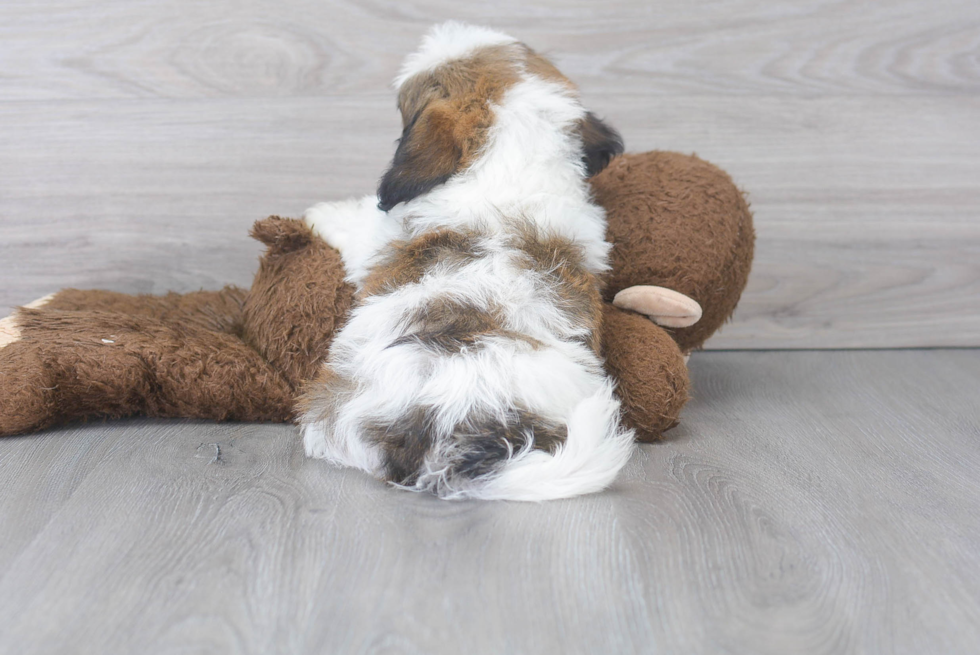 Best Teddy Bear Baby