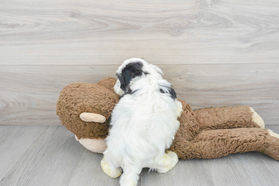 Teddy Bear Puppy for Adoption