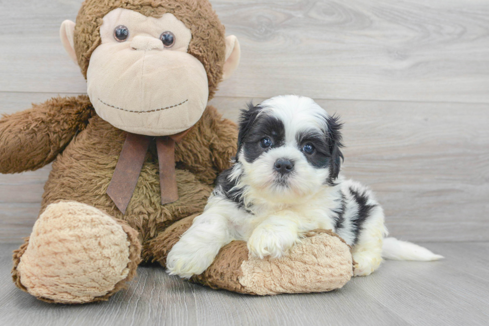 Best Teddy Bear Baby