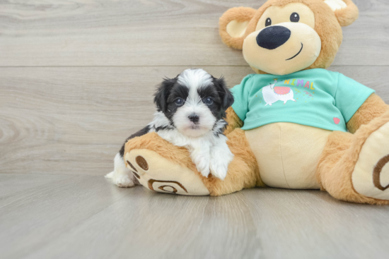 Smart Teddy Bear Designer Pup