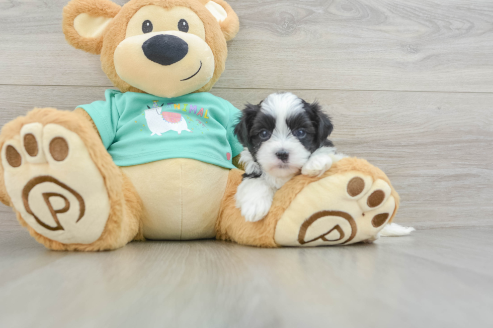 Teddy Bear Pup Being Cute