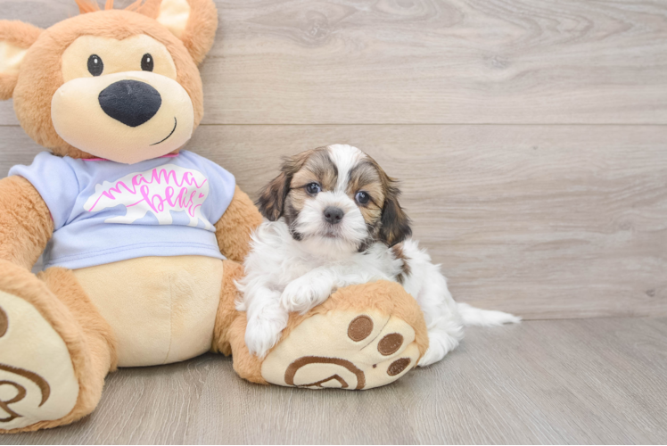 Small Teddy Bear Baby