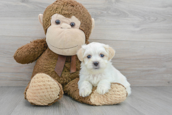 Cute Teddy Bear Baby