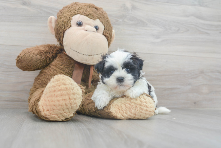 Hypoallergenic Shi Chon Designer Puppy