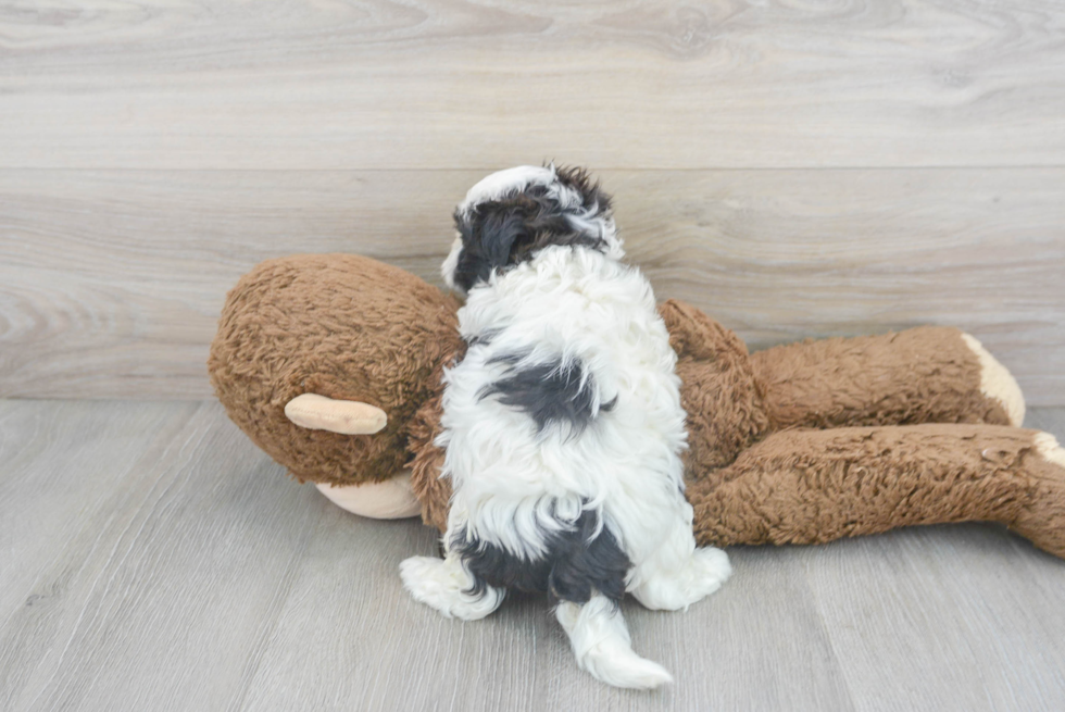 Fluffy Teddy Bear Designer Pup