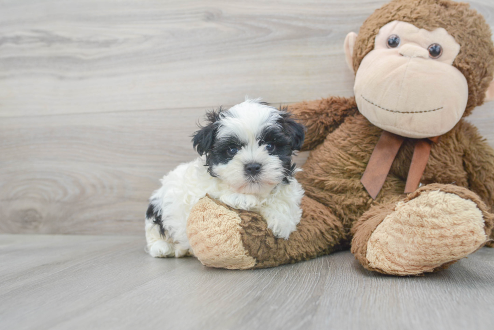 Smart Teddy Bear Designer Pup
