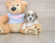 6 week old Teddy Bear Puppy For Sale - Premier Pups