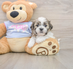 6 week old Teddy Bear Puppy For Sale - Premier Pups