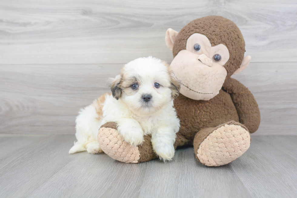 Popular Teddy Bear Designer Pup