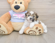7 week old Teddy Bear Puppy For Sale - Premier Pups