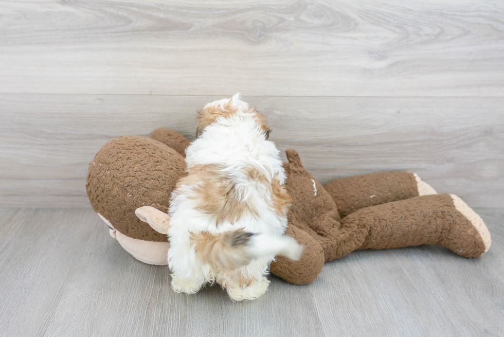 Petite Teddy Bear Designer Pup