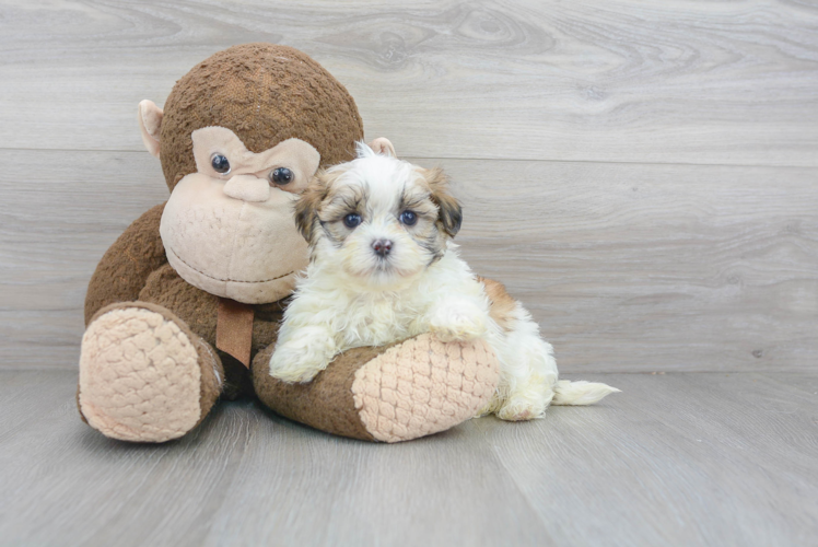 Best Teddy Bear Baby