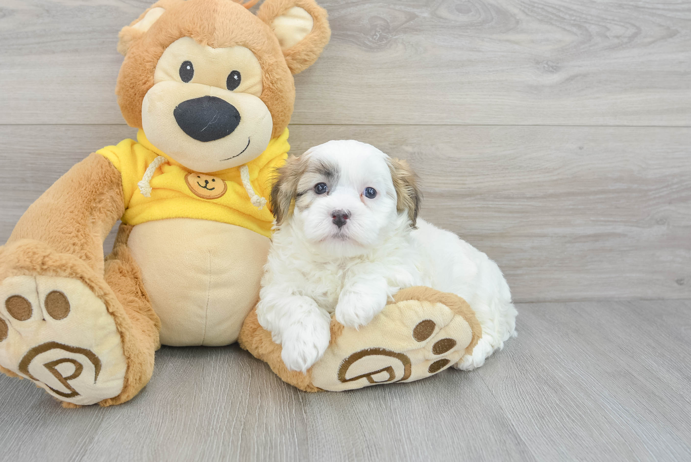 Friendly Teddy Bear Baby