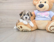 7 week old Teddy Bear Puppy For Sale - Premier Pups