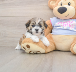 7 week old Teddy Bear Puppy For Sale - Premier Pups