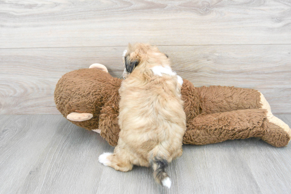 Funny Teddy Bear Designer Pup