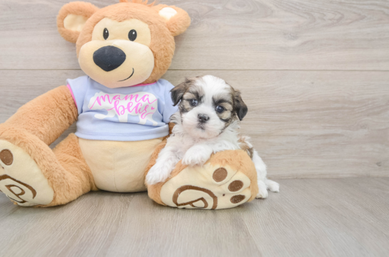 VENICE, a Teddy Bear littermate