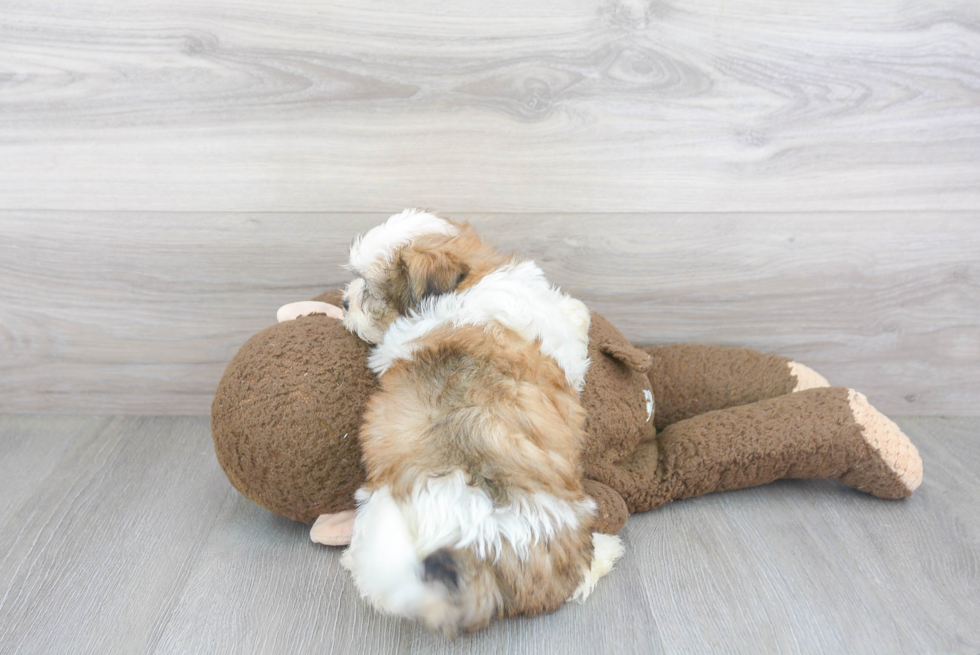 Teddy Bear Pup Being Cute