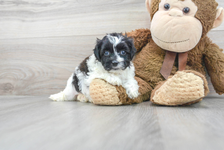 Small Teddy Bear Baby