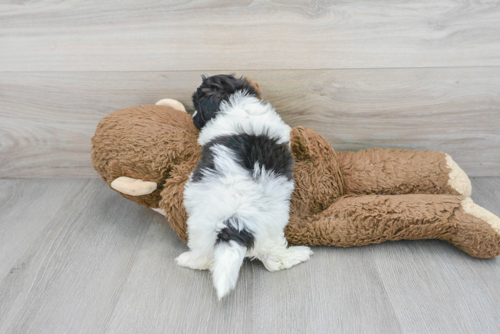 Funny Teddy Bear Designer Pup