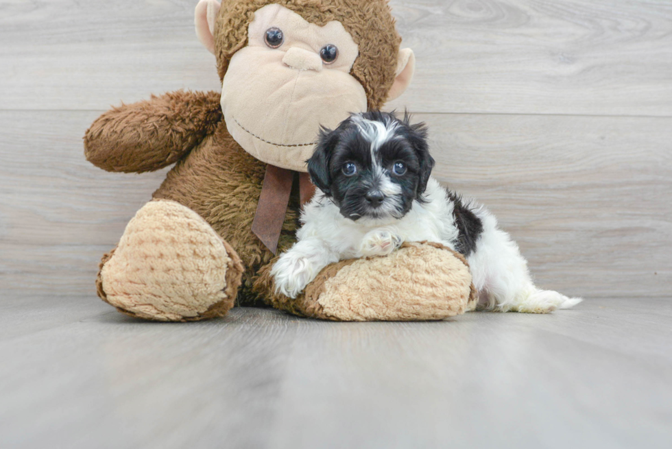 Cute Teddy Bear Baby