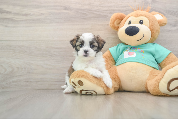 Popular Teddy Bear Designer Pup