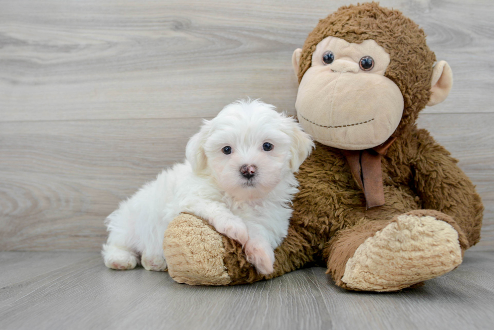 Teddy Bear Pup Being Cute