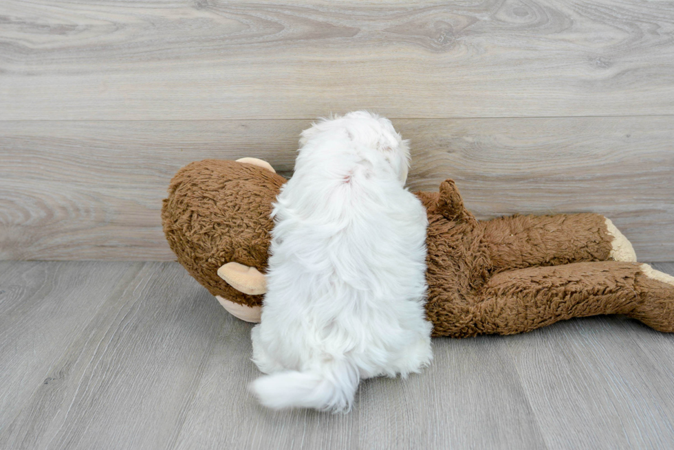 Teddy Bear Pup Being Cute