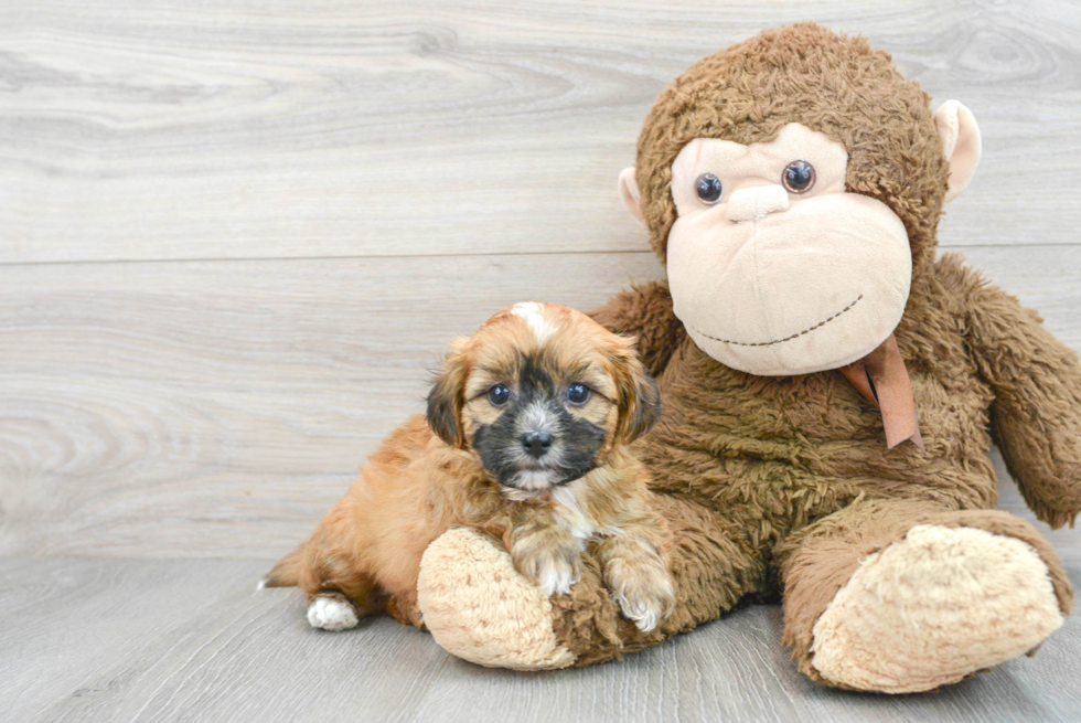 Best Teddy Bear Baby