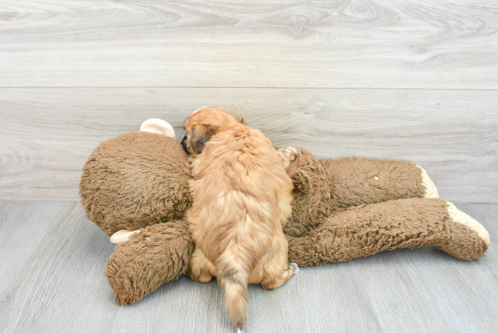 Teddy Bear Pup Being Cute