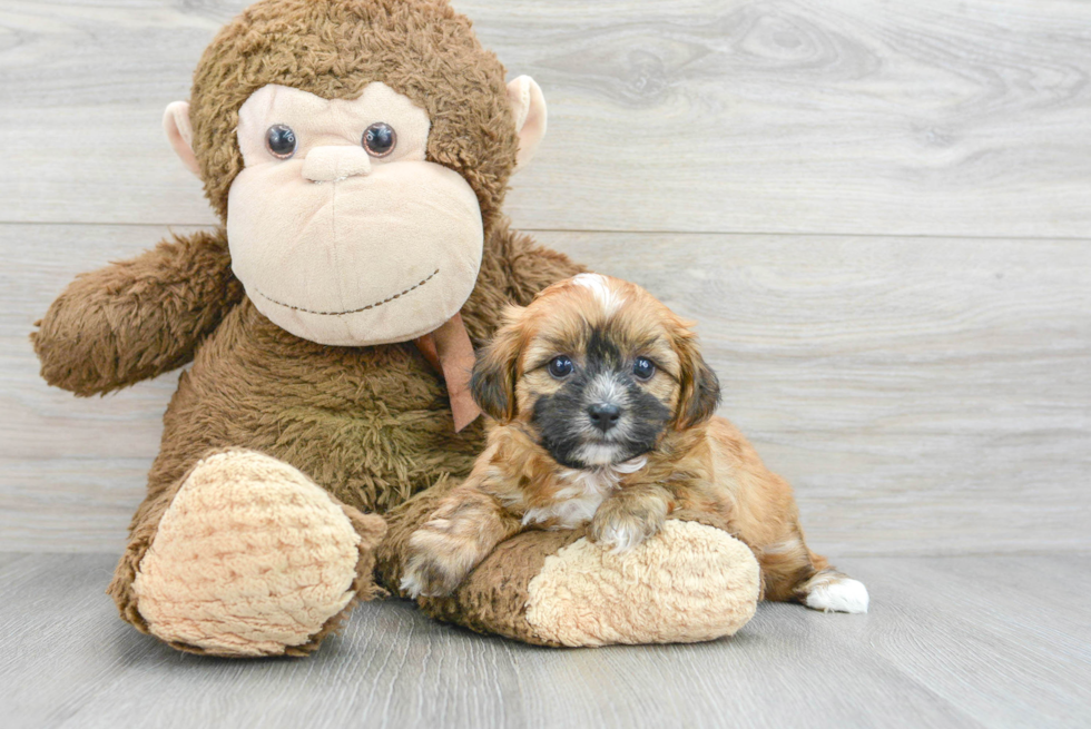 Teddy Bear Puppy for Adoption