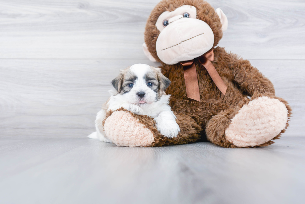 Funny Teddy Bear Designer Pup