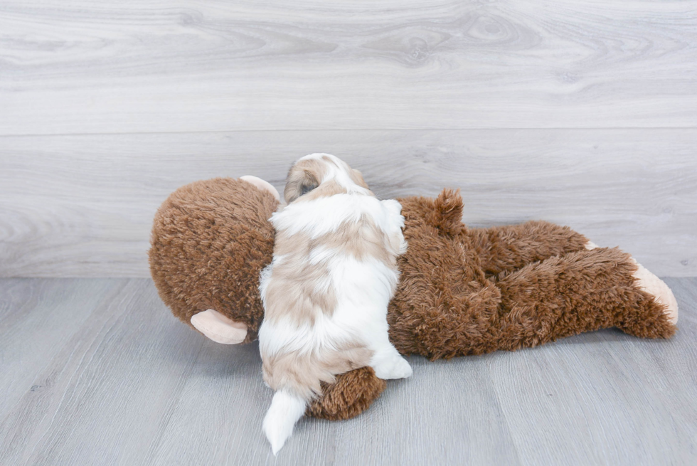 Friendly Teddy Bear Baby