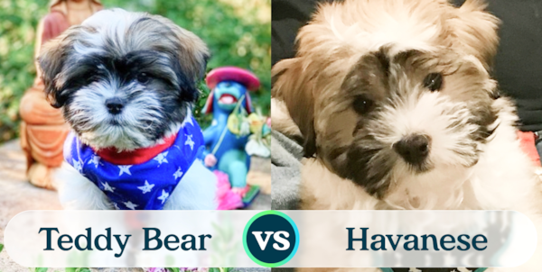 Teddy Bear vs Havanese: Breed Comparison - Premier Pups