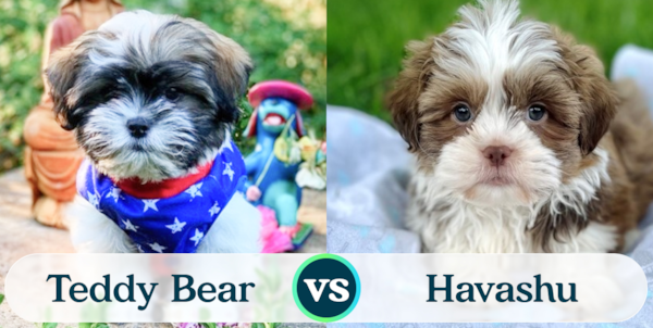 Teddy Bear vs Havashu: Breed Comparison - Premier Pups