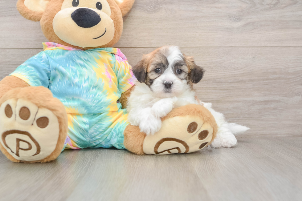 Best Teddy Bear Baby