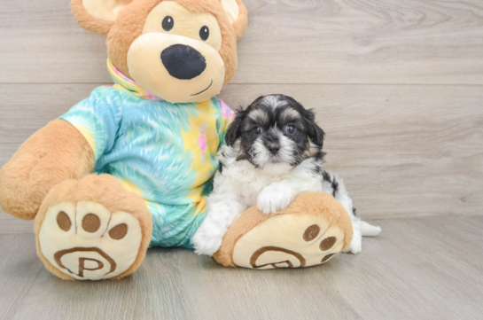 WARD, a Teddy Bear littermate