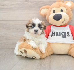 7 week old Teddy Bear Puppy For Sale - Premier Pups