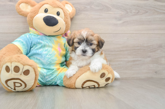WATSON, a Teddy Bear littermate