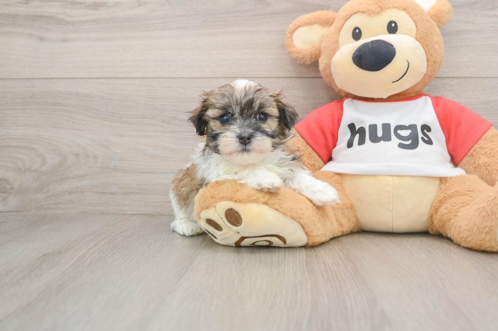 Teddy Bear Puppy for Adoption