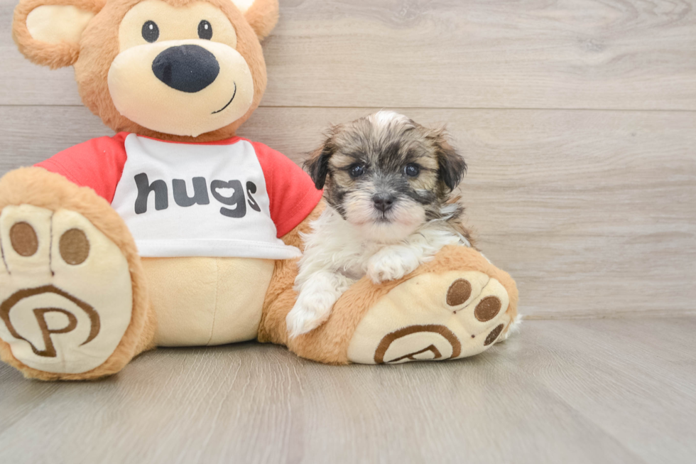 Smart Teddy Bear Designer Pup