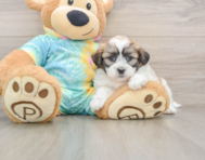 8 week old Teddy Bear Puppy For Sale - Premier Pups