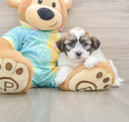 8 week old Teddy Bear Puppy For Sale - Premier Pups