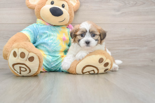 WILLA, a Teddy Bear littermate