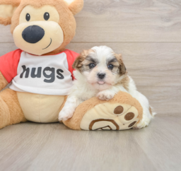 7 week old Teddy Bear Puppy For Sale - Premier Pups