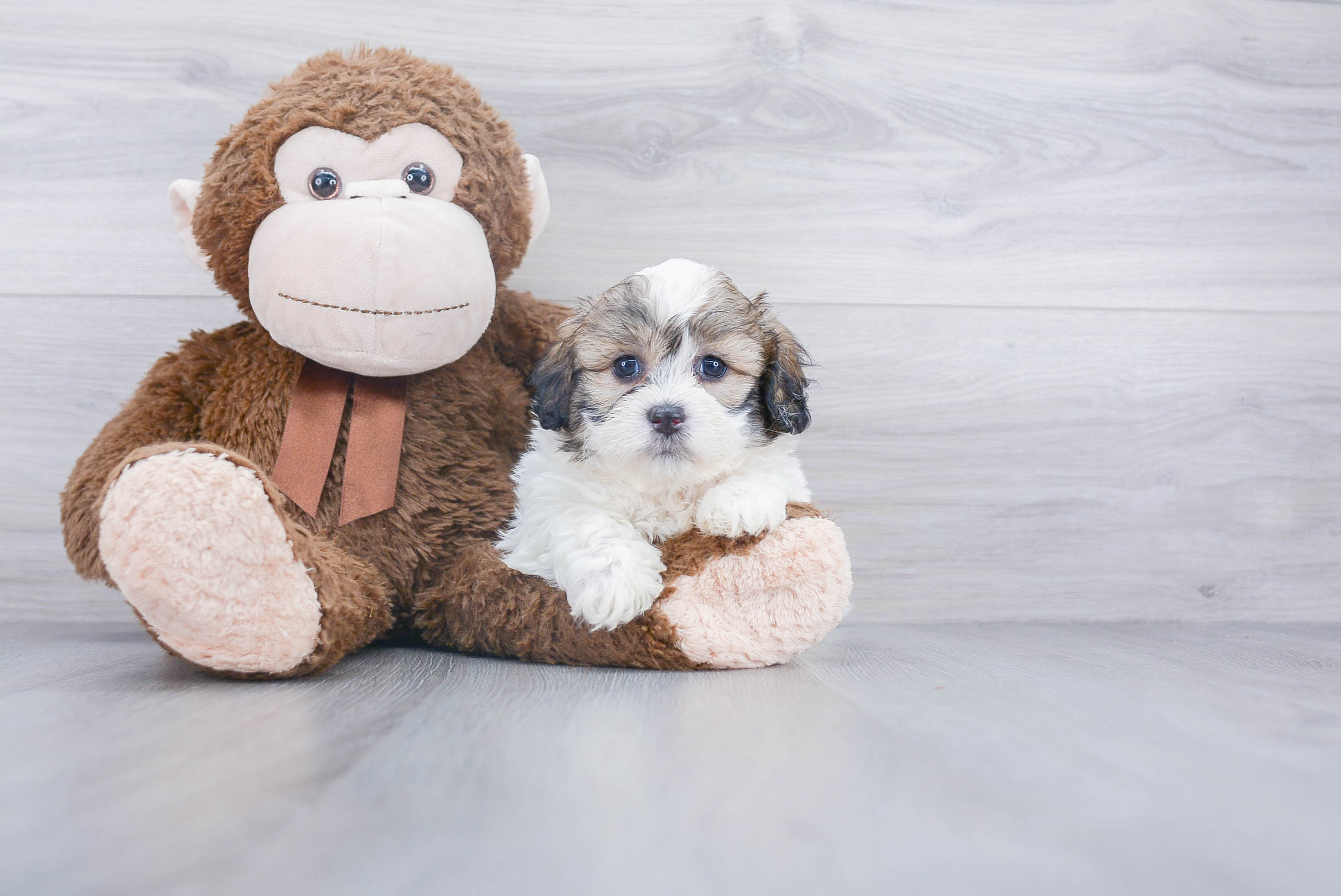 Petite Teddy Bear Designer Pup