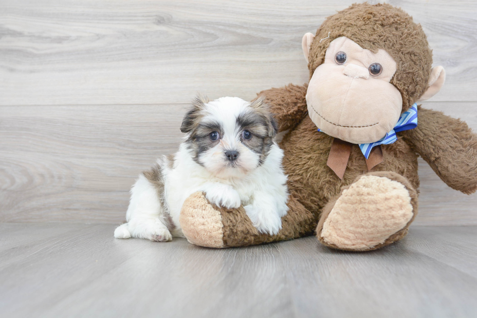 Teddy Bear Pup Being Cute