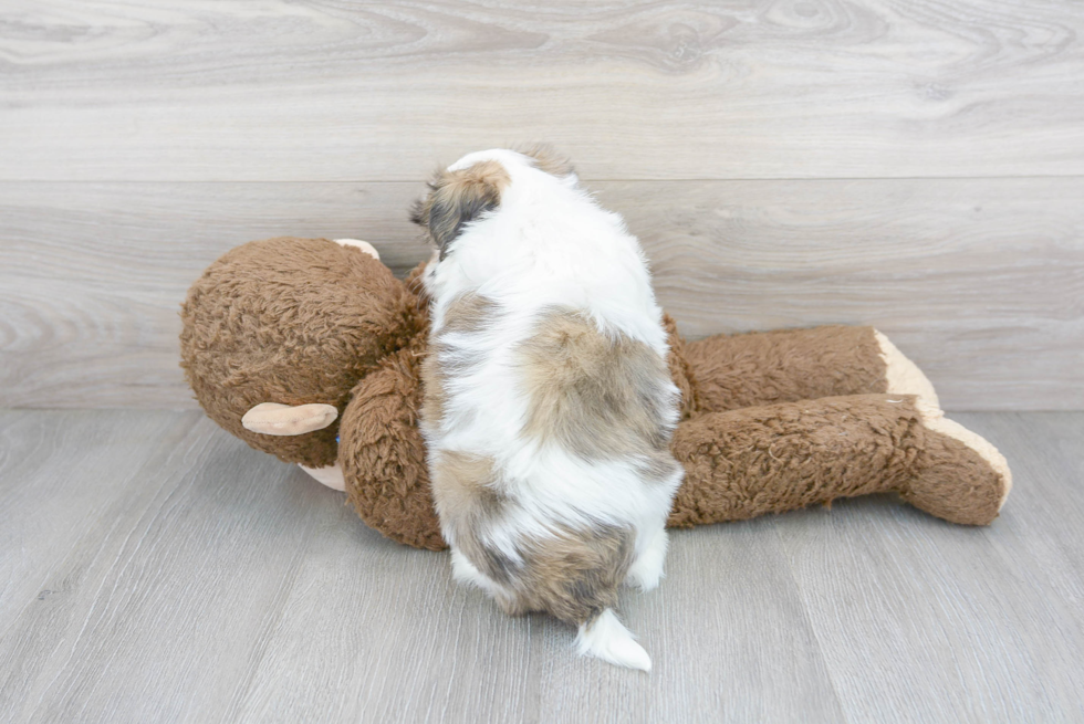 Teddy Bear Puppy for Adoption