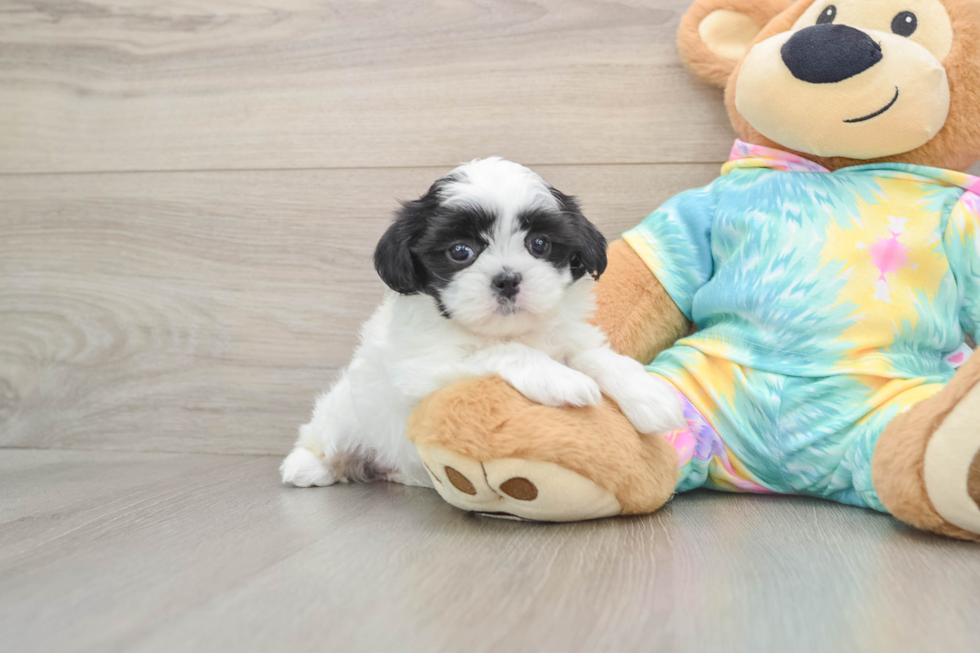 Teddy Bear Pup Being Cute