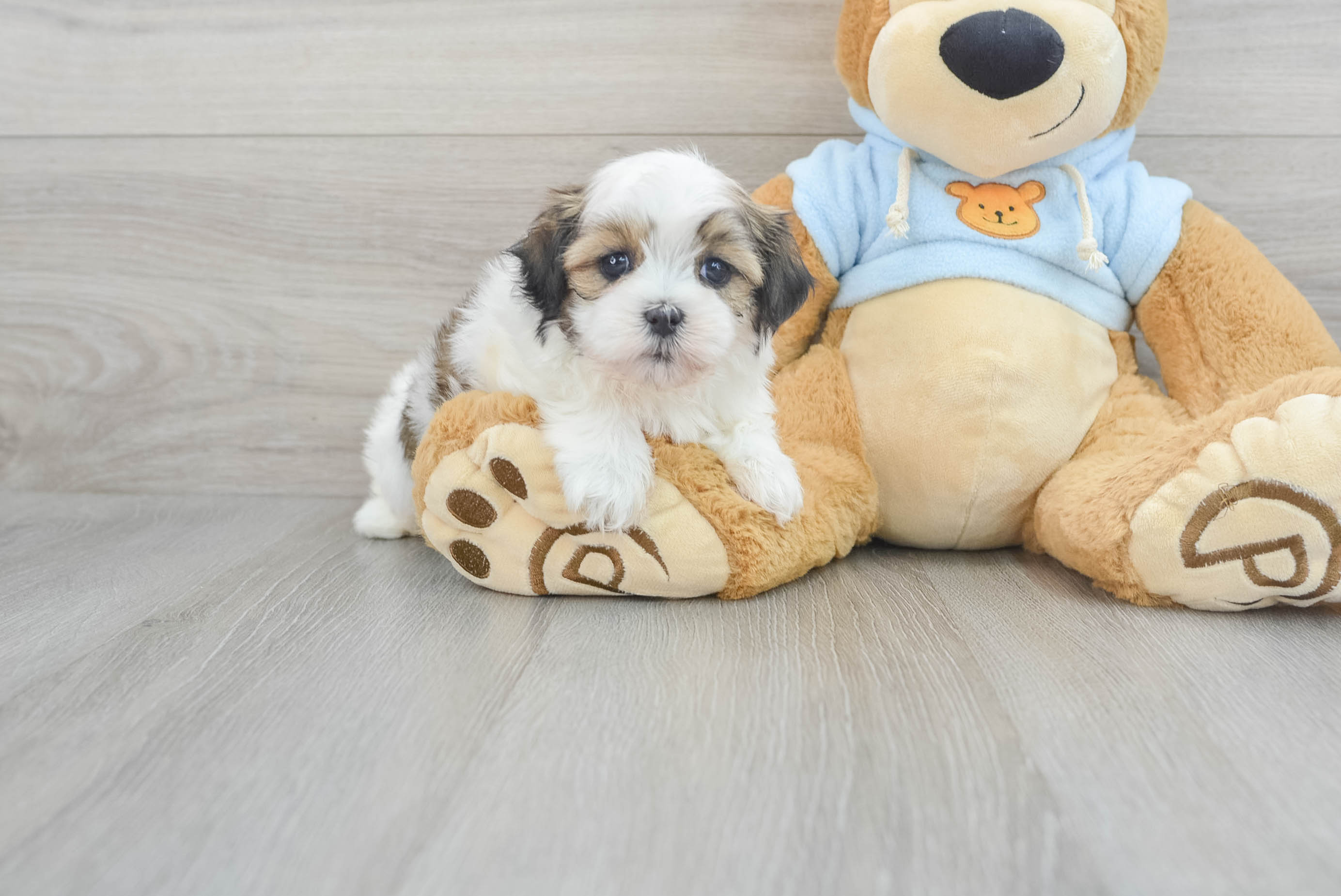 Friendly Teddy Bear Baby